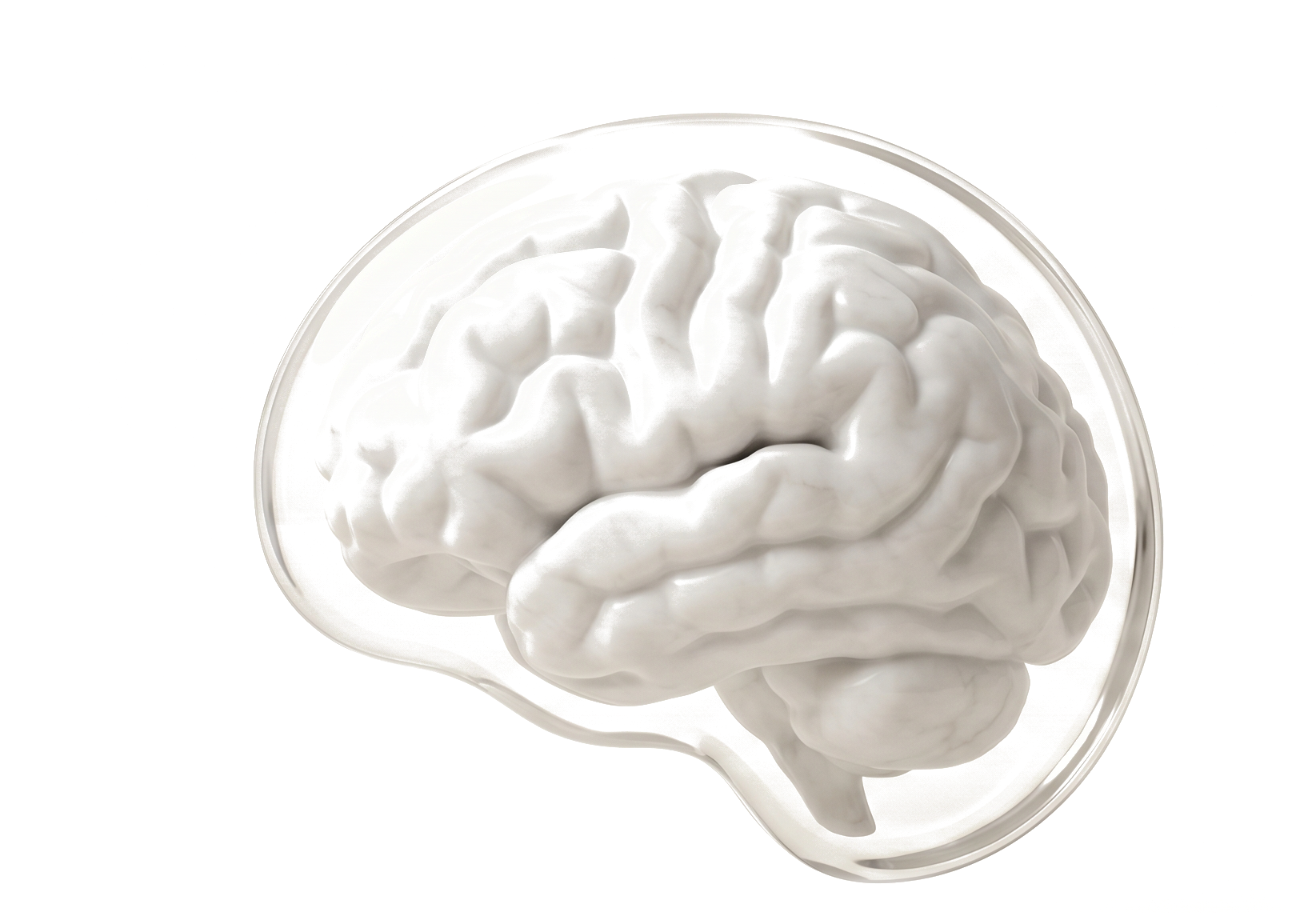 A sculptural brain held inside clear glass — your method, captured and made answerable